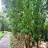 7.5 Acer Rubber Plantations  for sale at Neelippra,Near NH ,Thrissur 