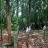 7.5 Acer Rubber Plantations  for sale at Neelippra,Near NH ,Thrissur 