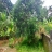 15 Acre Land For Sale at Karuvannur,Irinjalakuda,Thrissur