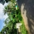 12 Cent Commercial Plot Sale  National Highway Mannuthy,Thrissur
