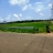 2 Acre Paddy Land facing Bus Route For Sale at Mapranam,Thrissur 