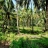 1 Acre Land For Sale Near Snehatheeram,Thalikualam,Thrissur 